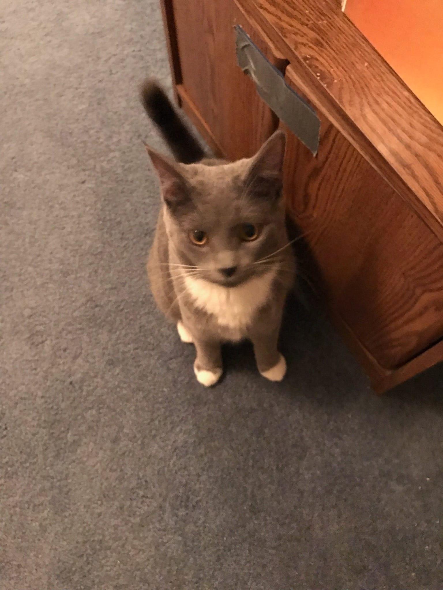 Cat for adoption Romeo & Juliet, a Domestic Short Hair in