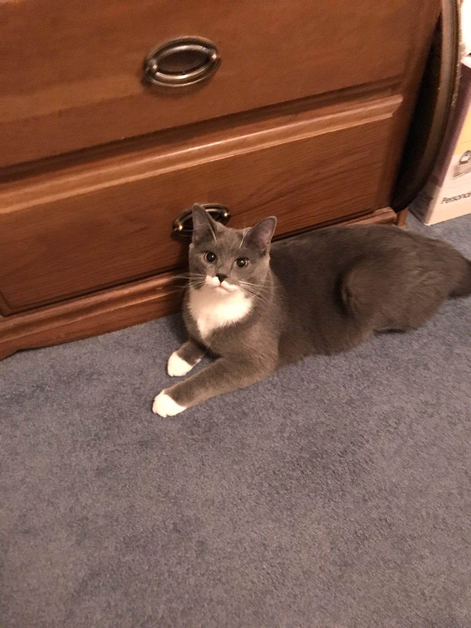 Romeo & Juliet, Young Male Domestic Short Hair