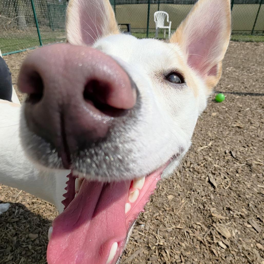 Enlarge Bingo, a Adoptable mixed breed in Michigan City, IN image 1/6