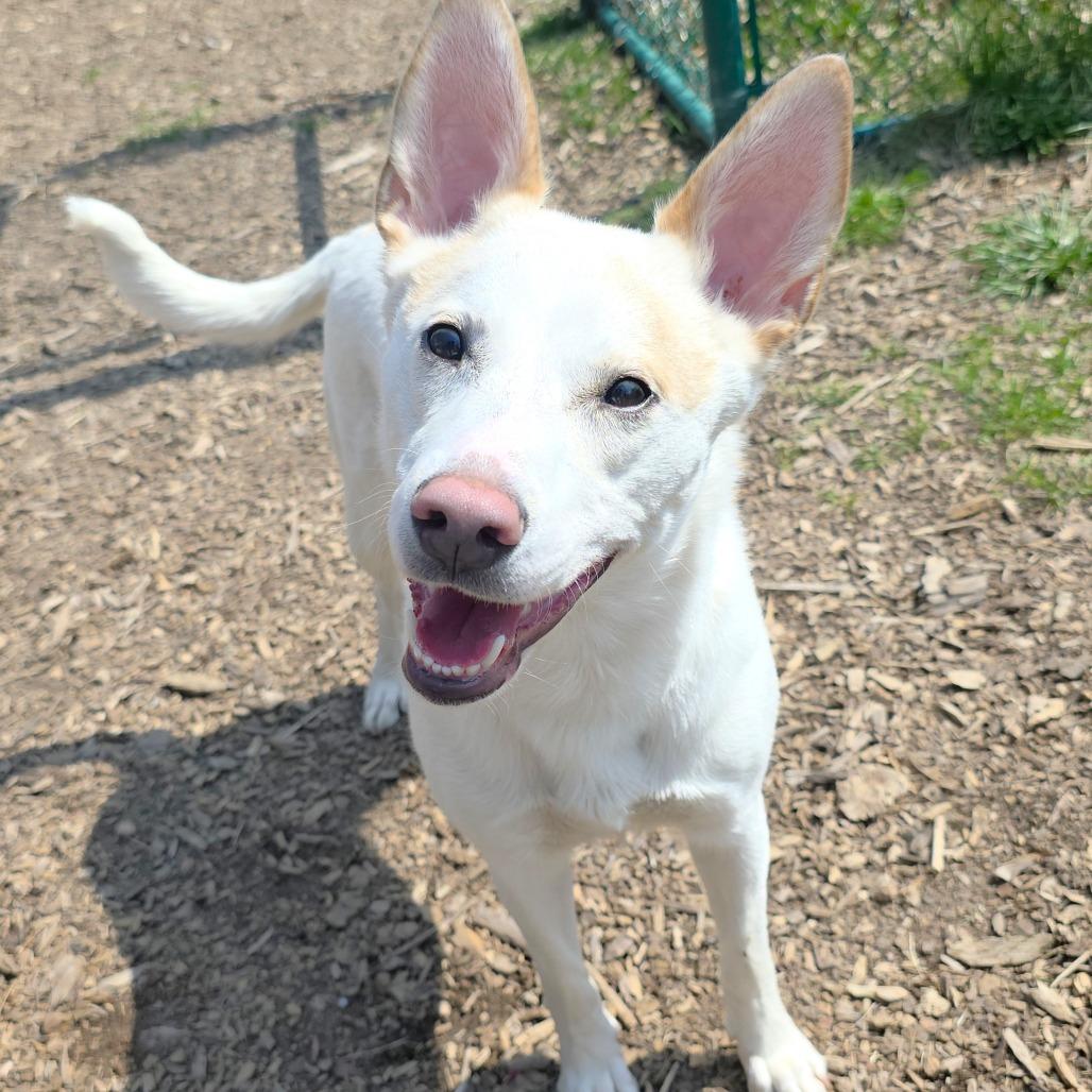 Enlarge Bingo, a Adoptable mixed breed in Michigan City, IN image 2/6
