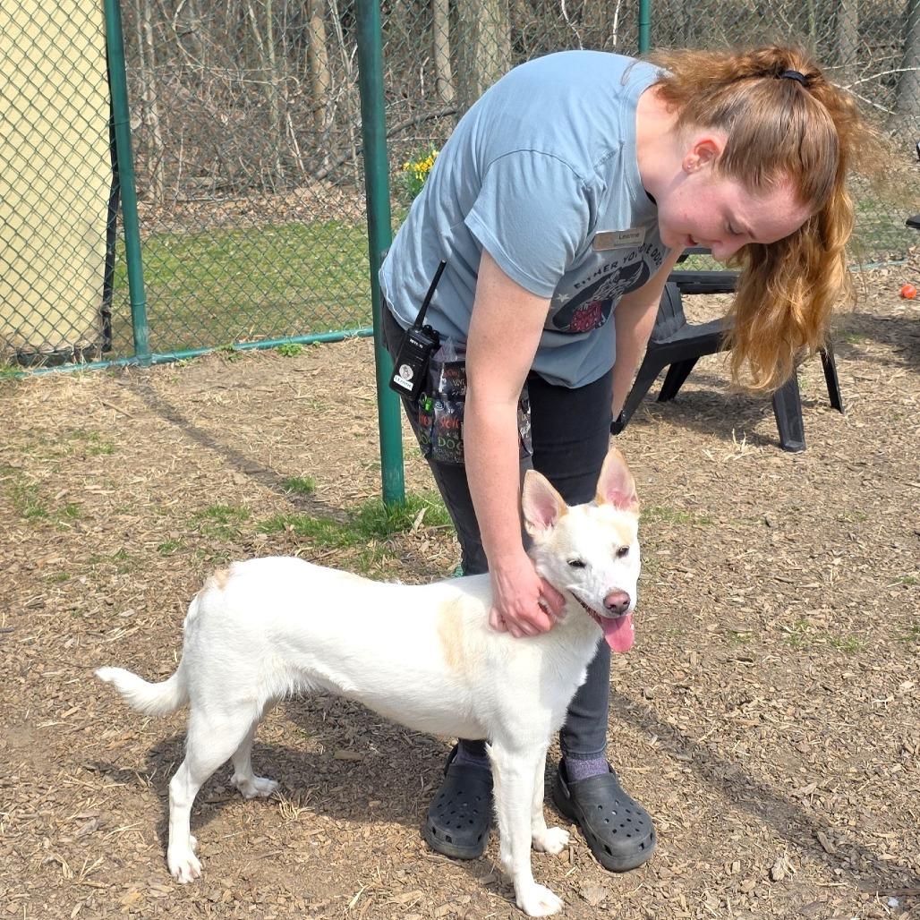 Enlarge Bingo, a Adoptable mixed breed in Michigan City, IN image 4/6