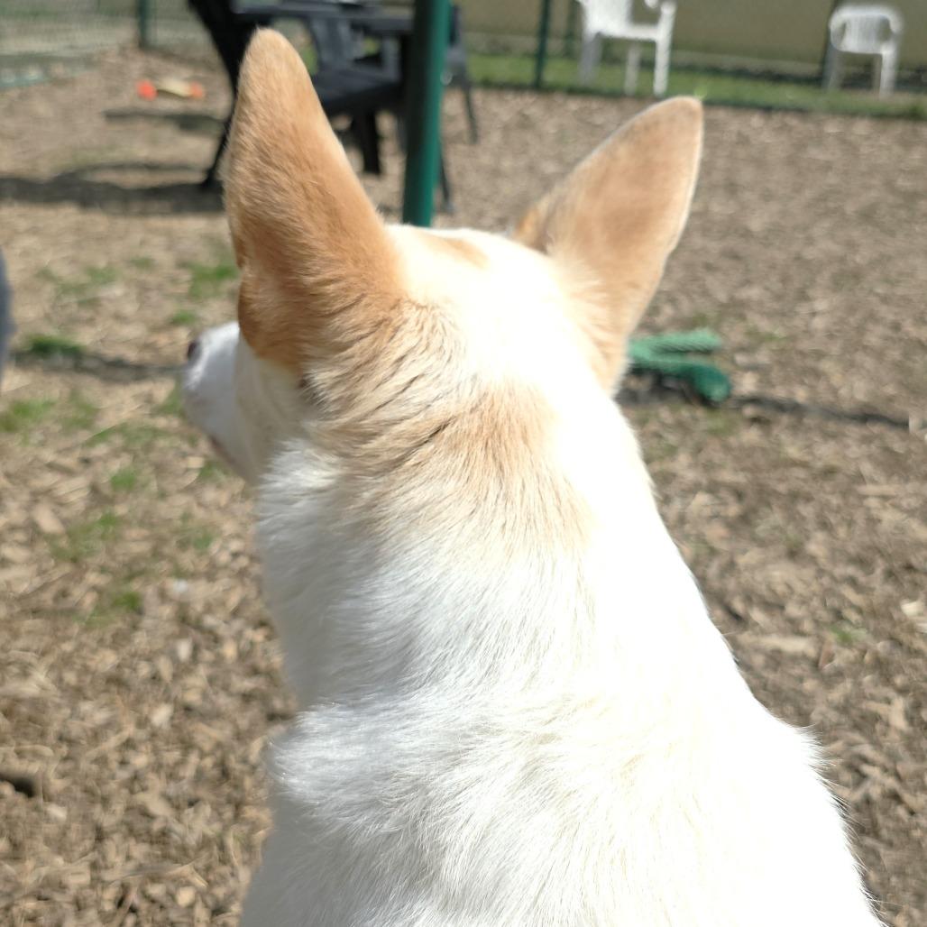 Enlarge Bingo, a Adoptable mixed breed in Michigan City, IN image 5/6
