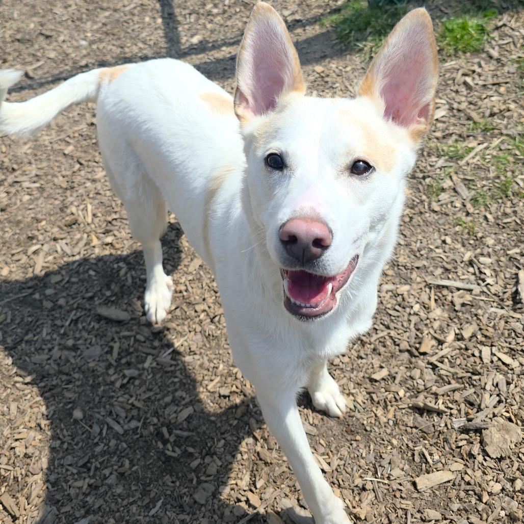 Enlarge Bingo, a Adoptable mixed breed in Michigan City, IN image 6/6