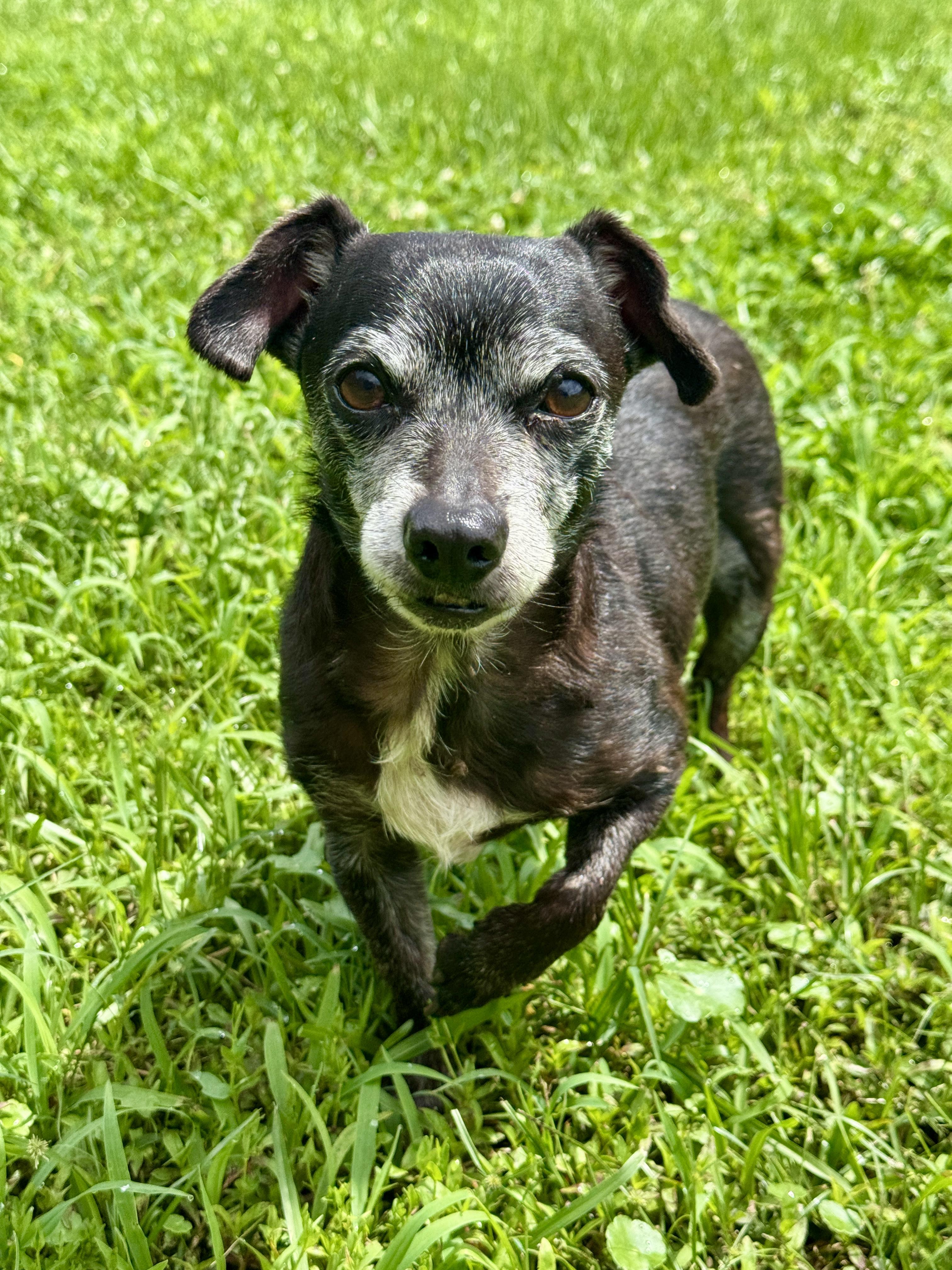 Enlarge Max, a Adoptable mixed breed in Hagerstown , MD image 2/5