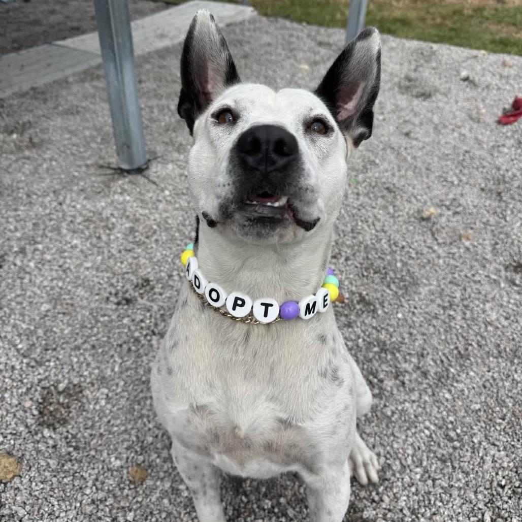 Bullseye thumbnail 2