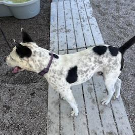 Bullseye thumbnail 3