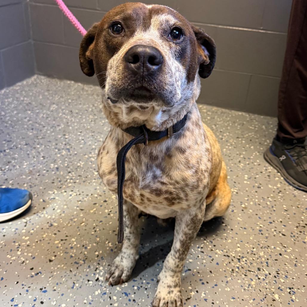 Dustin, Adoptable, Adult Male Terrier & Pointer.