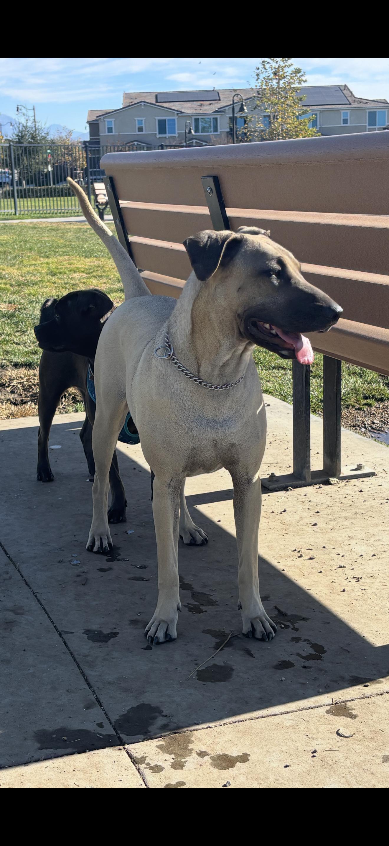 Enlarge Leilani - The Stunning Girl , a ADOPTABLE mixed breed in Rancho Cucamonga , CA image 3/6