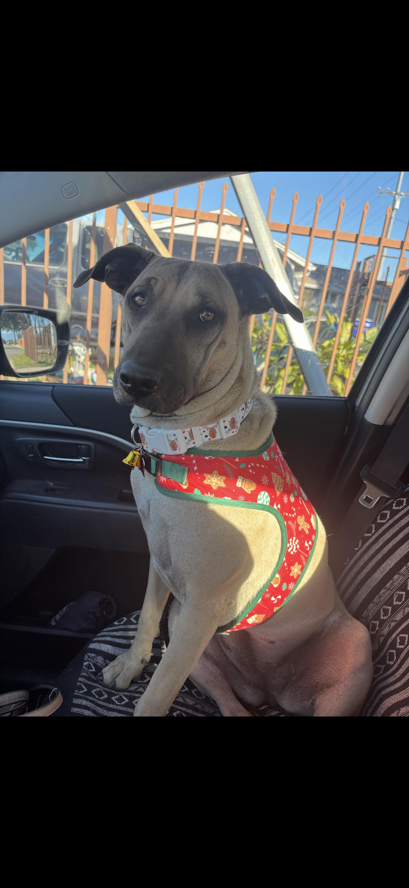 Enlarge Leilani - The Stunning Girl , a ADOPTABLE mixed breed in Rancho Cucamonga , CA image 5/6