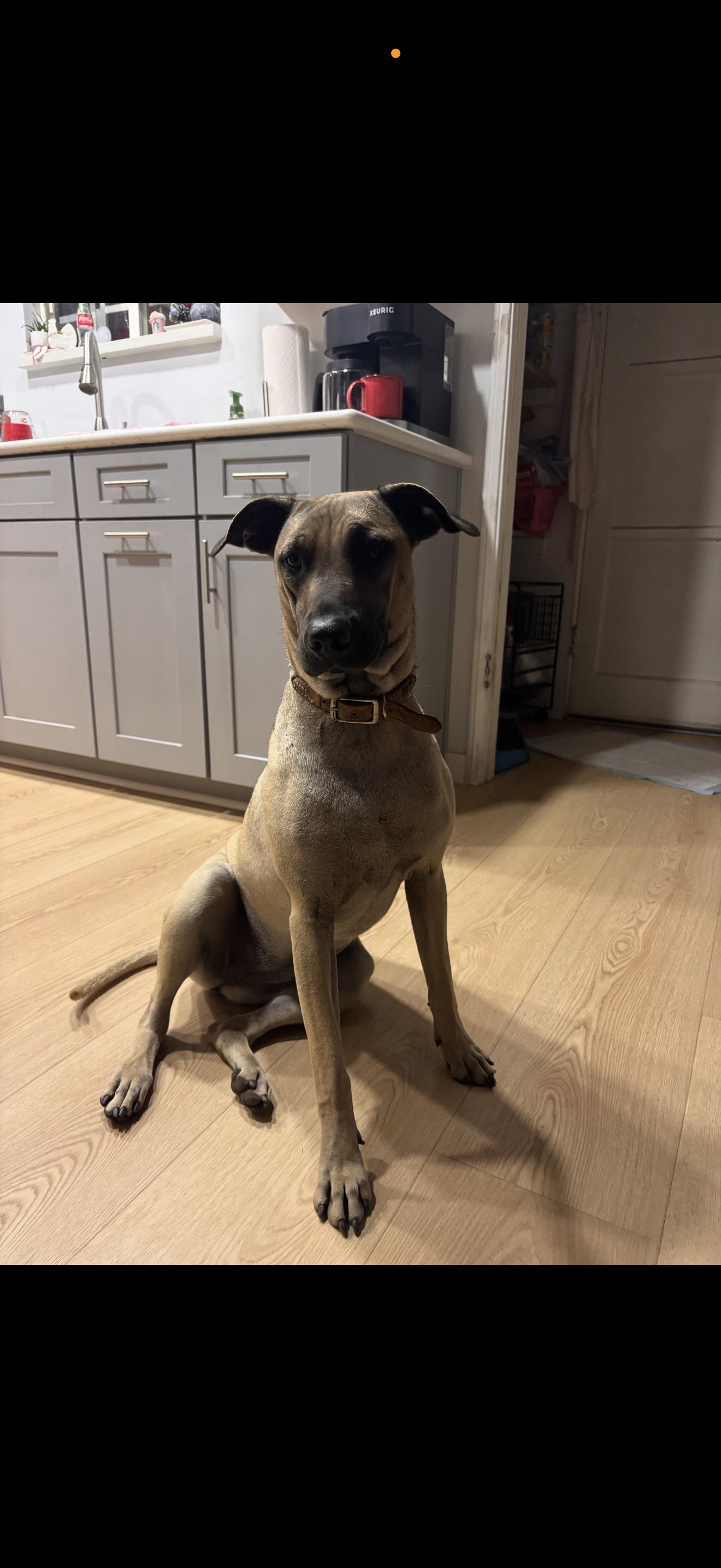 Enlarge Leilani - The Stunning Girl , a ADOPTABLE mixed breed in Rancho Cucamonga , CA image 1/6