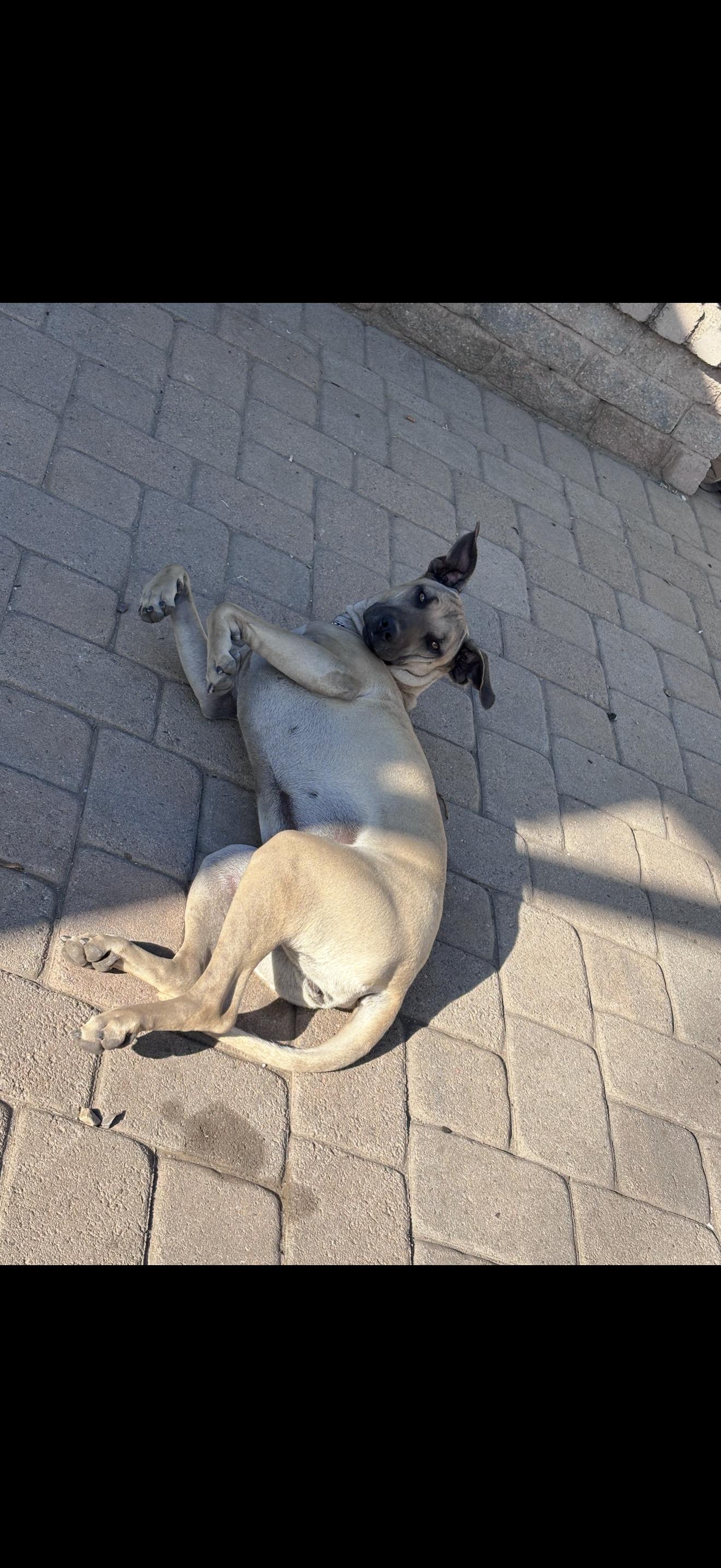 Enlarge Leilani - The Stunning Girl , a ADOPTABLE mixed breed in Rancho Cucamonga , CA image 4/6