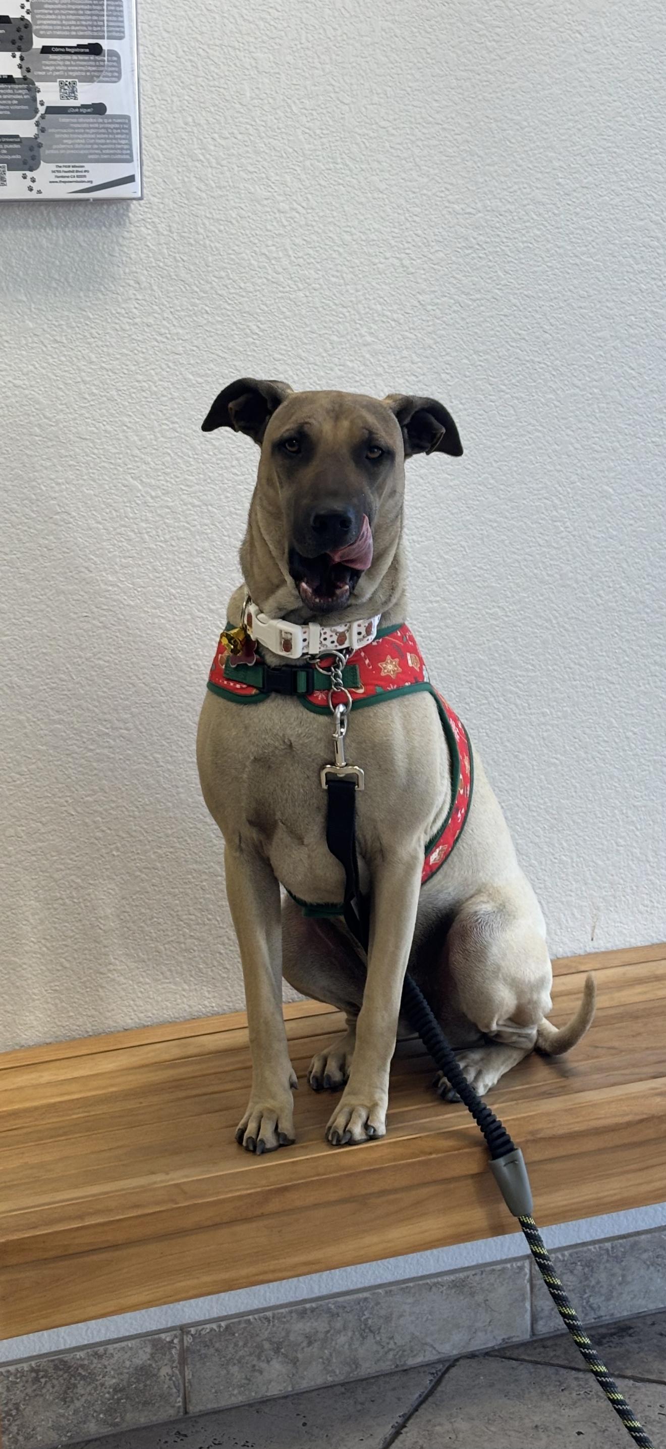 Enlarge Leilani - The Stunning Girl , a ADOPTABLE mixed breed in Rancho Cucamonga , CA image 2/6