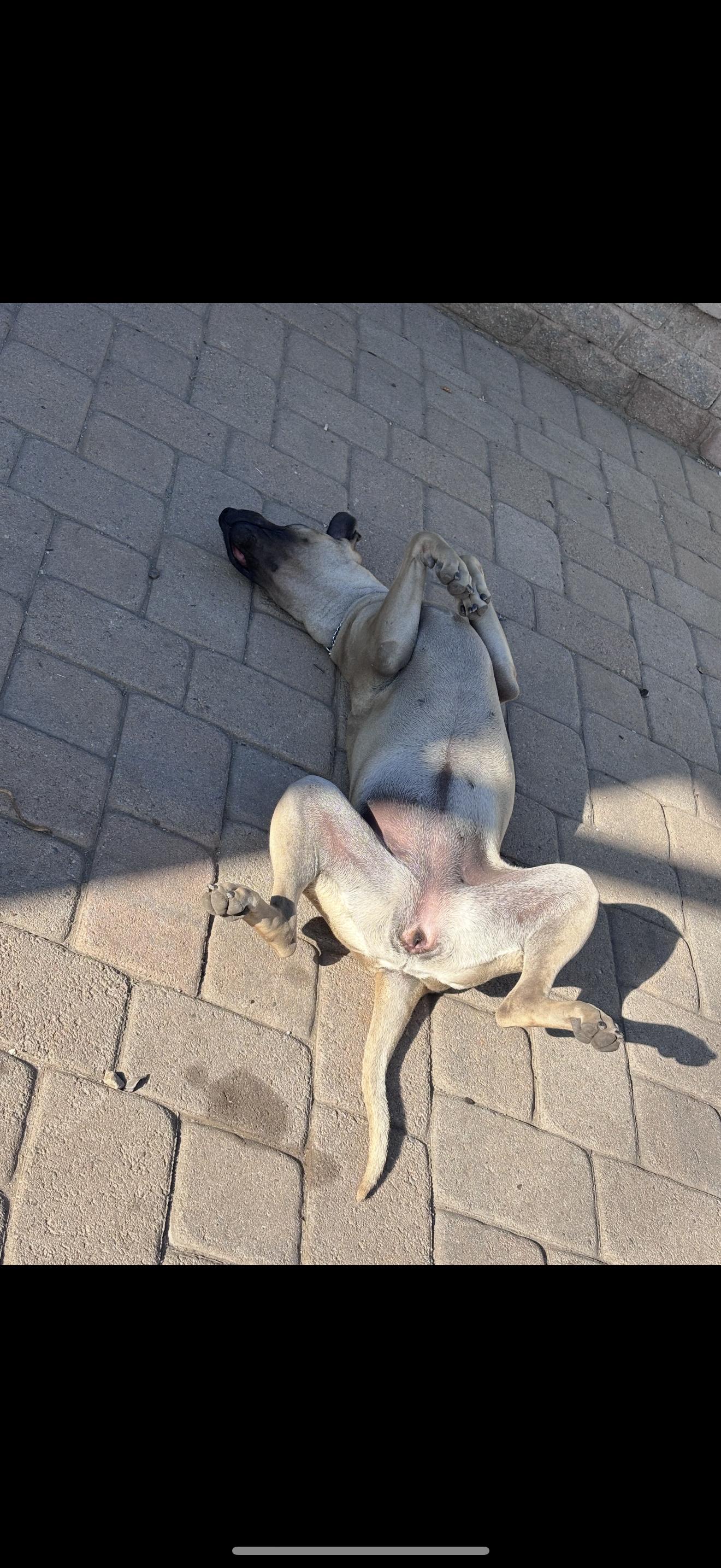 Enlarge Leilani - The Stunning Girl , a ADOPTABLE mixed breed in Rancho Cucamonga , CA image 6/6