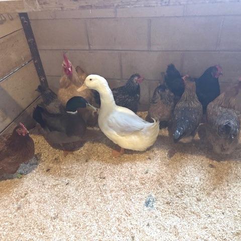 Mabel, Adoptable, Young Female Chicken.