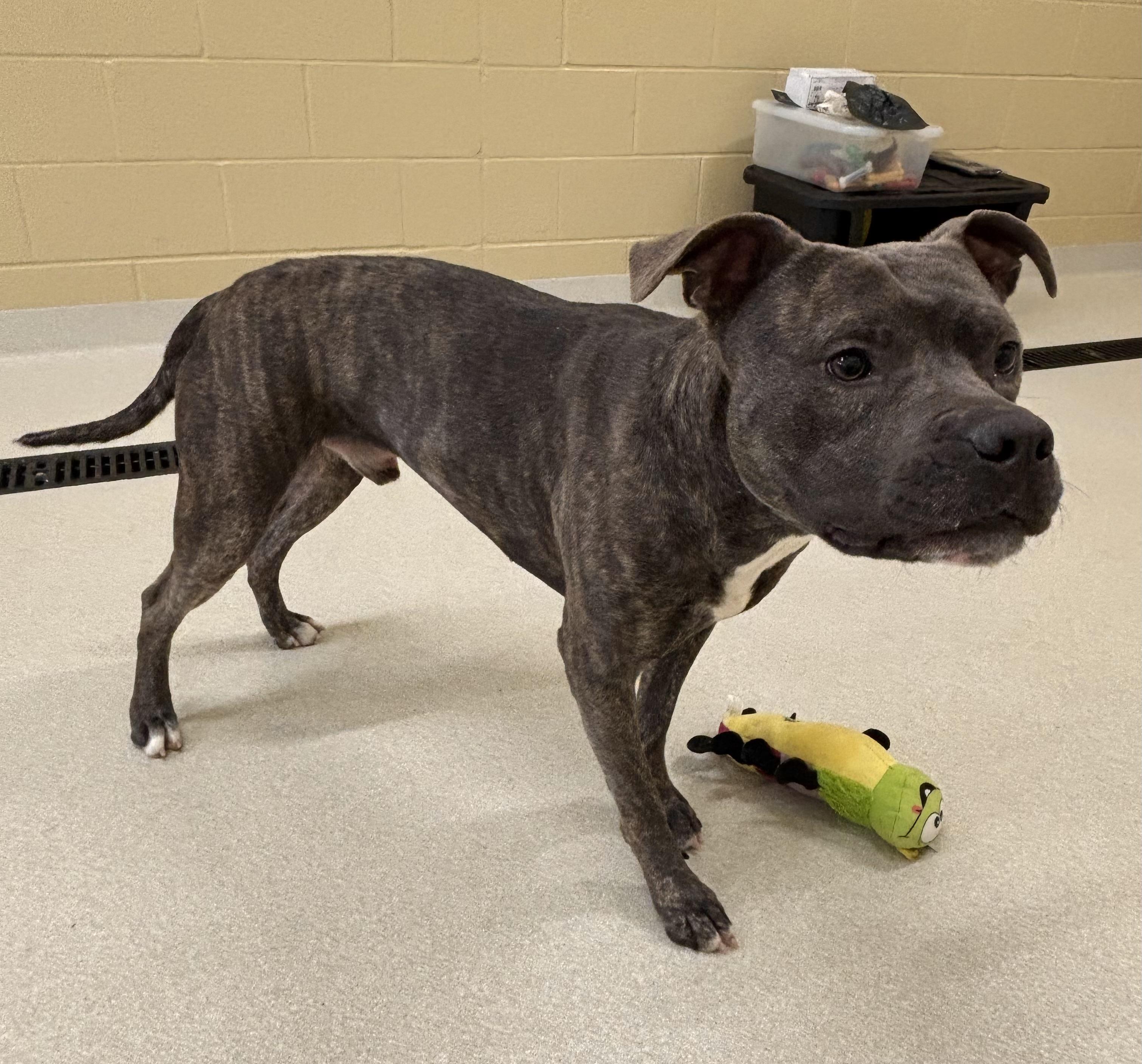 Odin, ADOPTABLE, Adult Male Terrier.