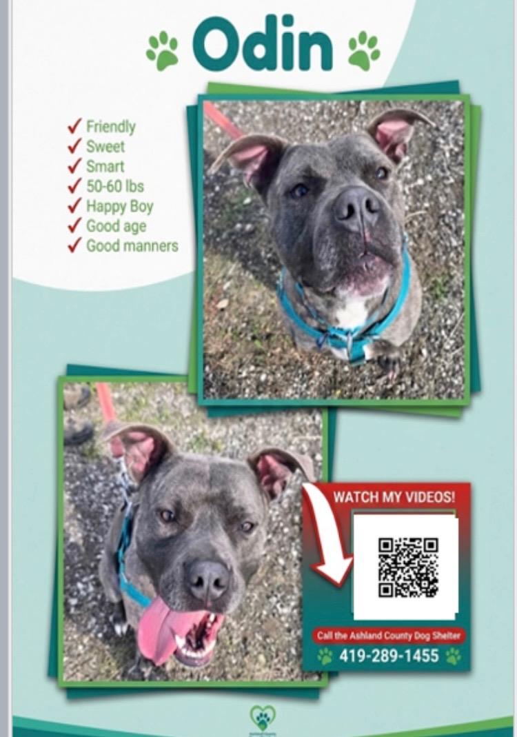 Enlarge Odin, a ADOPTABLE mixed breed in Ashland, OH image 1/1