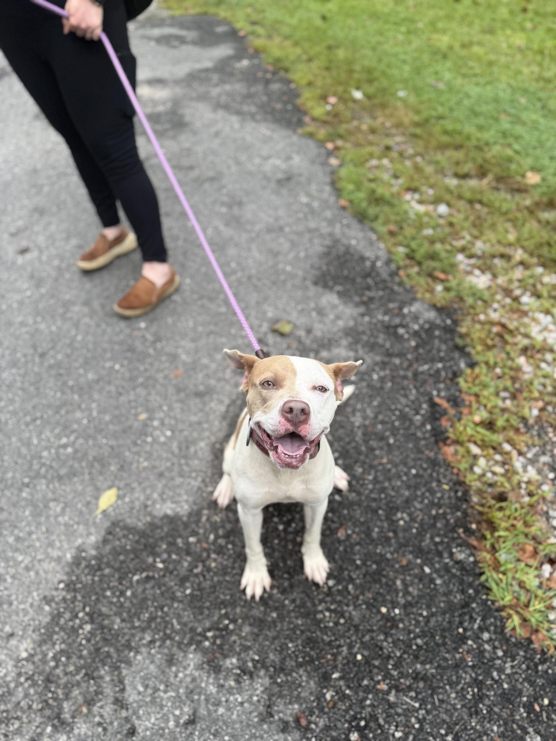Enlarge Gumdrop, a Adoptable mixed breed in Petersburg, VA image 2/6