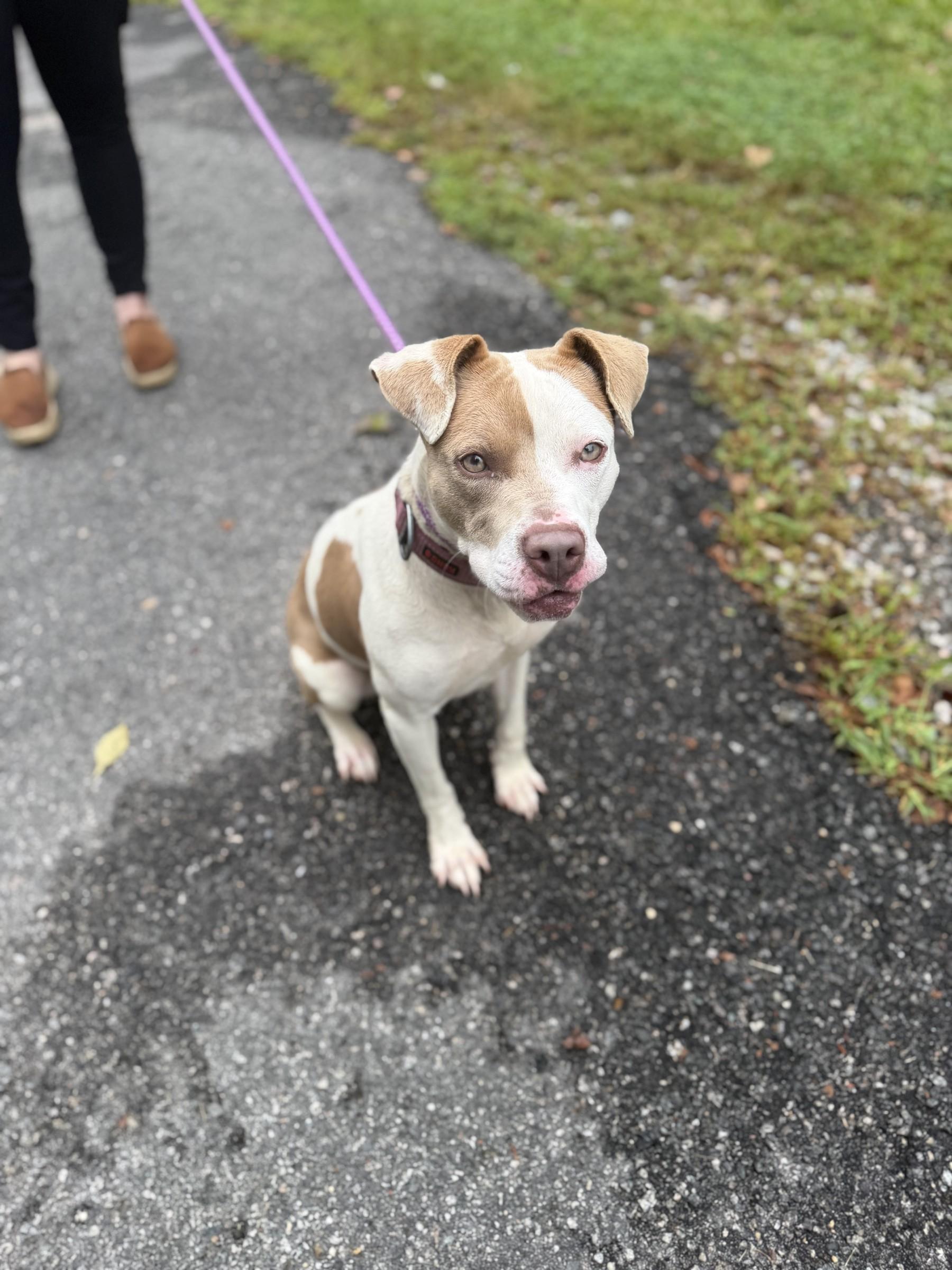 Enlarge Gumdrop, a Adoptable mixed breed in Petersburg, VA image 3/6