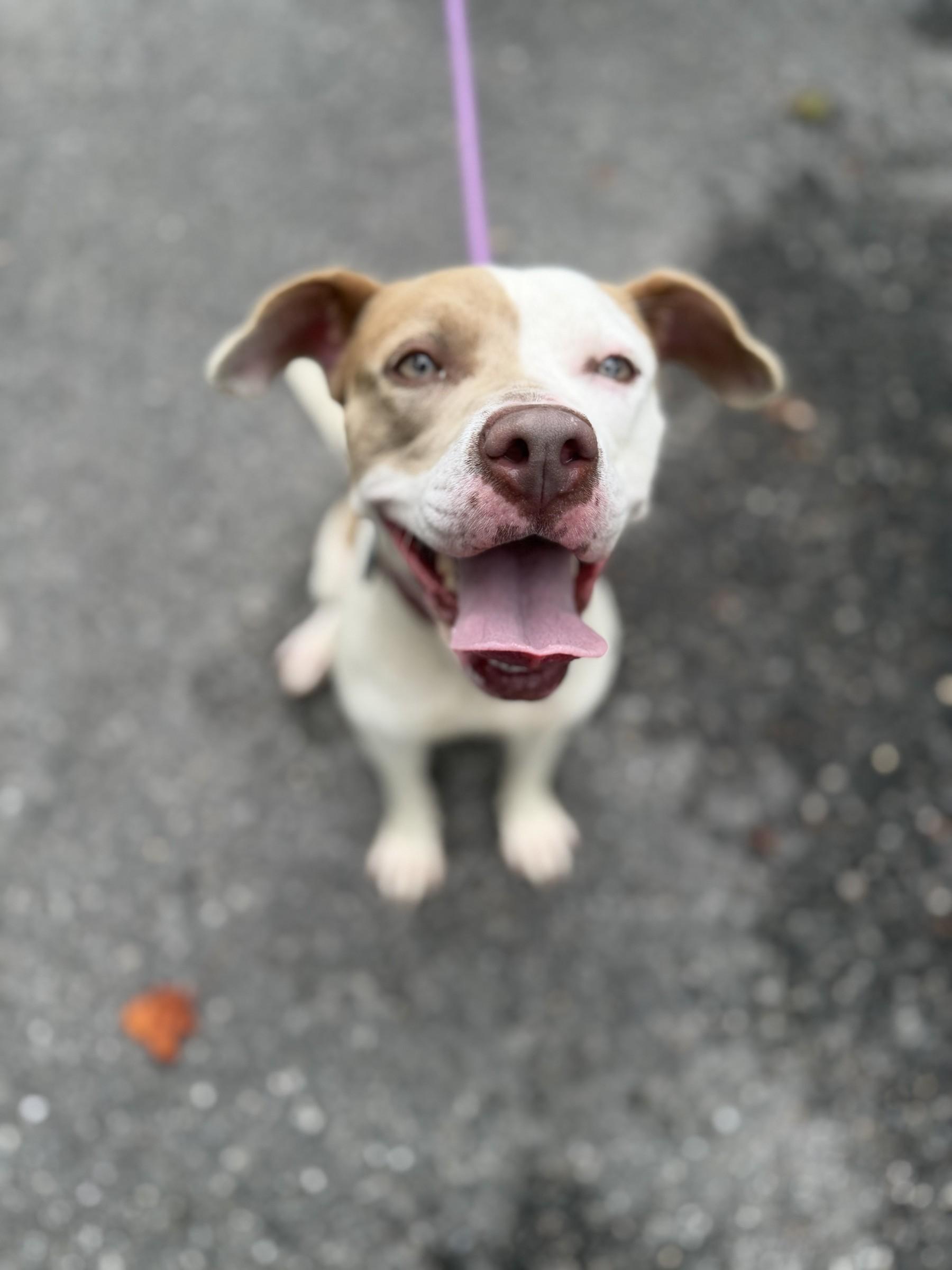 Gumdrop, Adoptable, Young Female Pit Bull Terrier.
