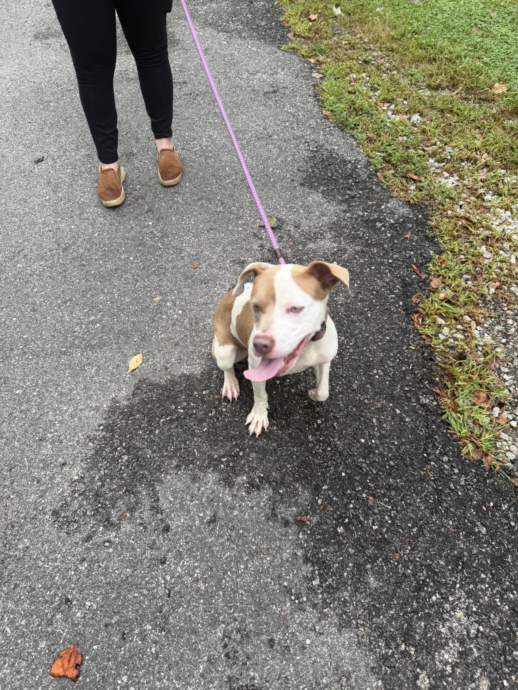 Enlarge Gumdrop, a Adoptable mixed breed in Petersburg, VA image 4/6