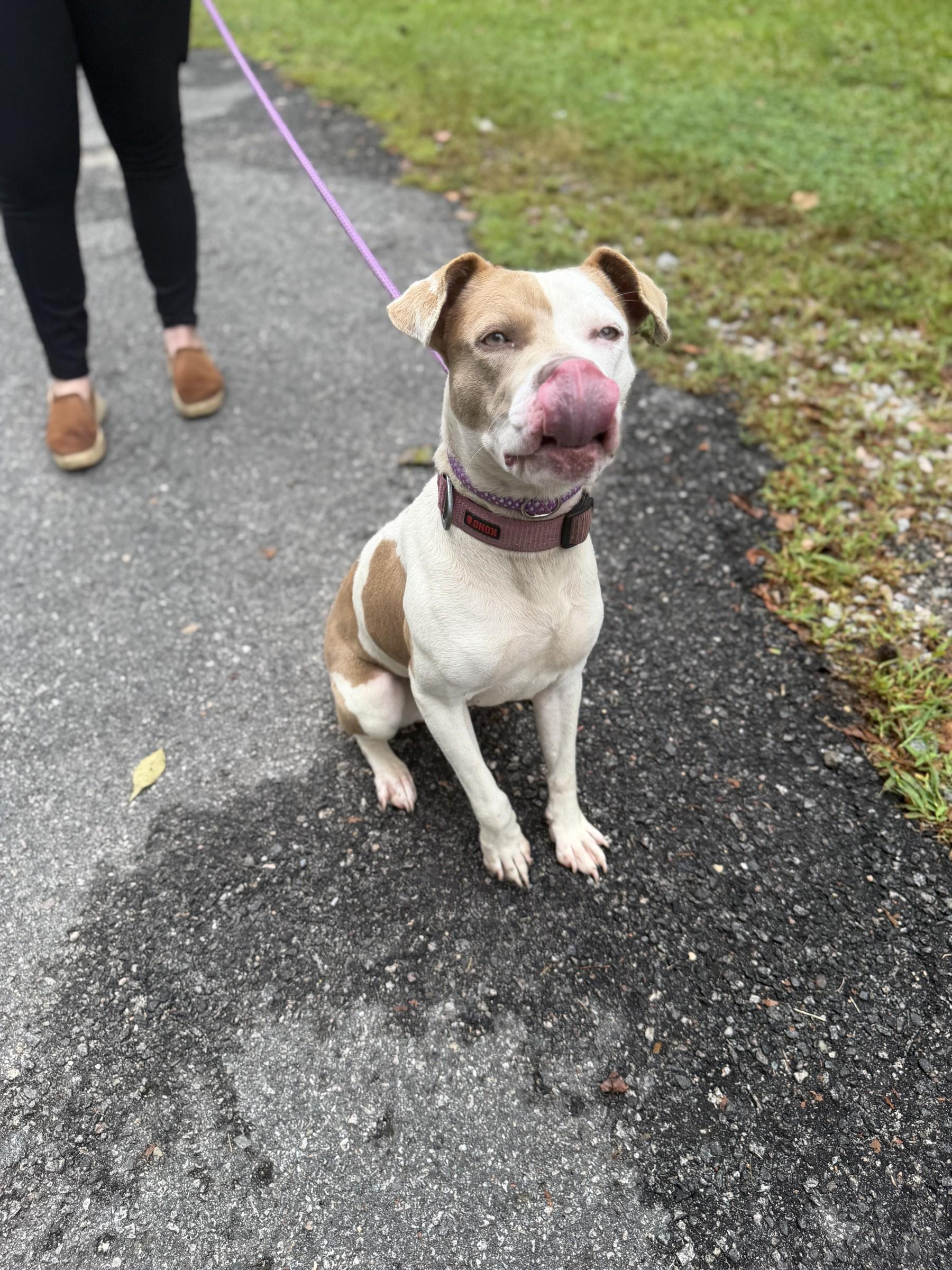 Enlarge Gumdrop, a Adoptable mixed breed in Petersburg, VA image 6/6
