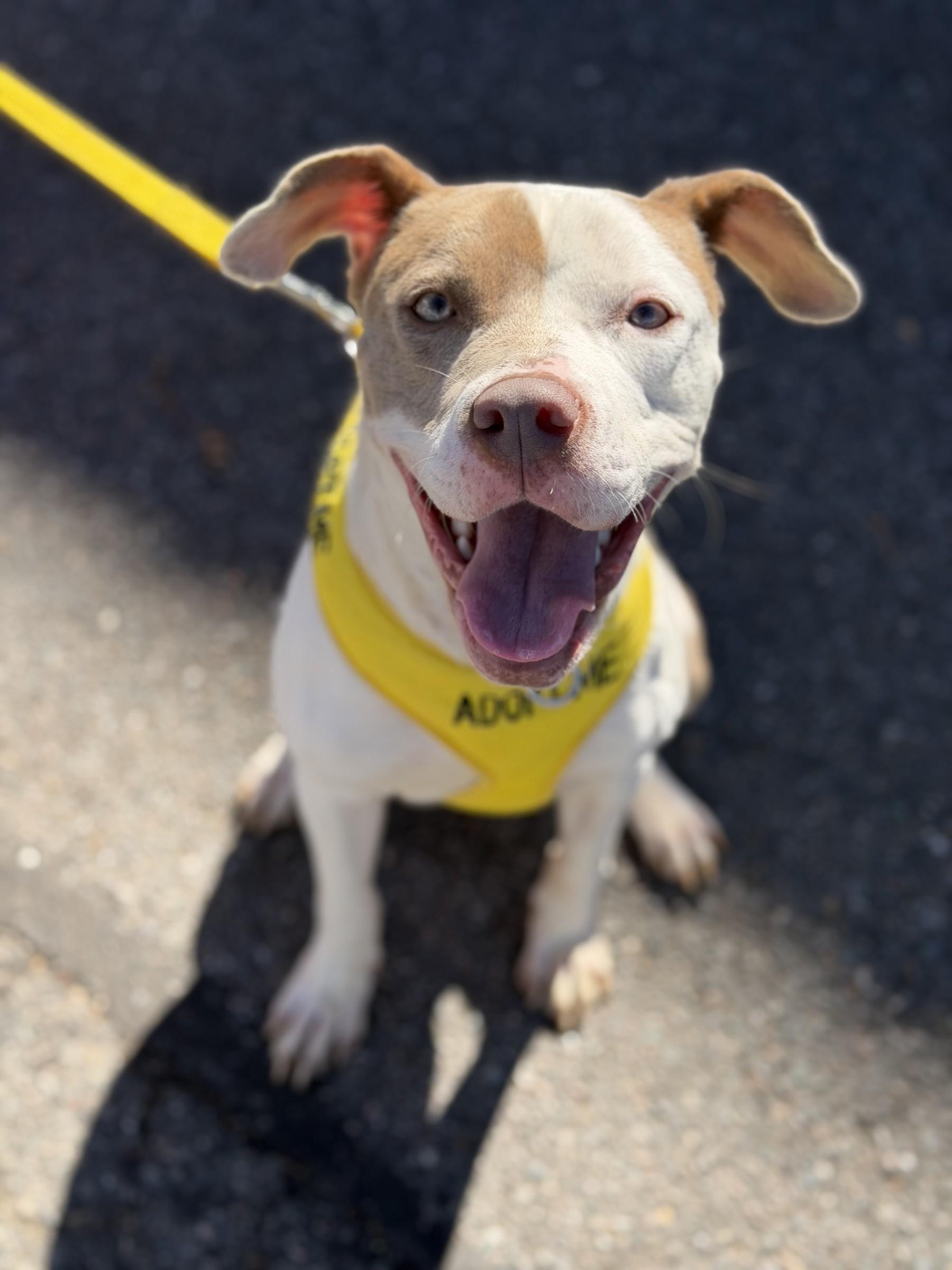Gumdrop, Adoptable, Young Female Pit Bull Terrier.