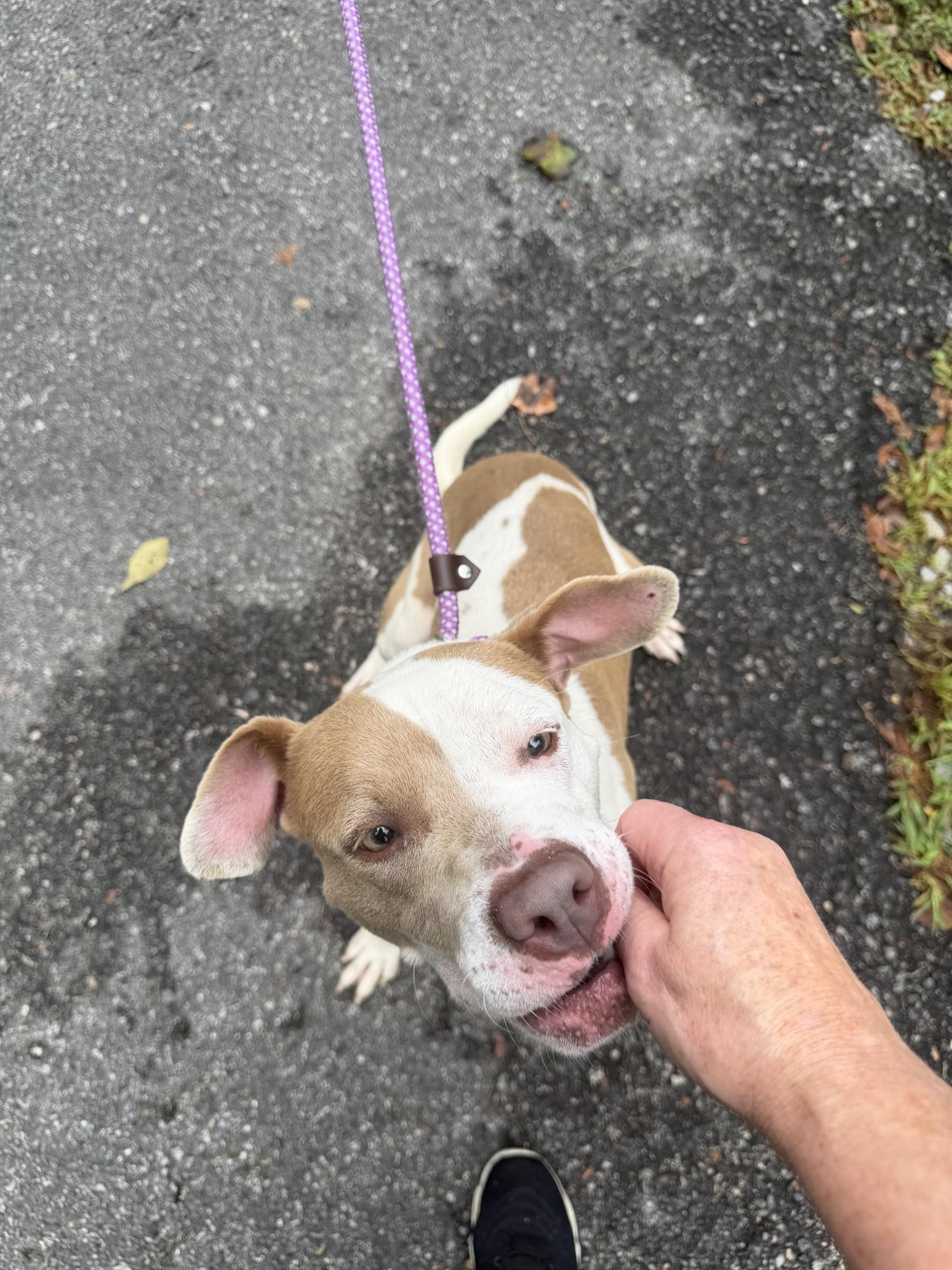 Enlarge Gumdrop, a Adoptable mixed breed in Petersburg, VA image 5/6