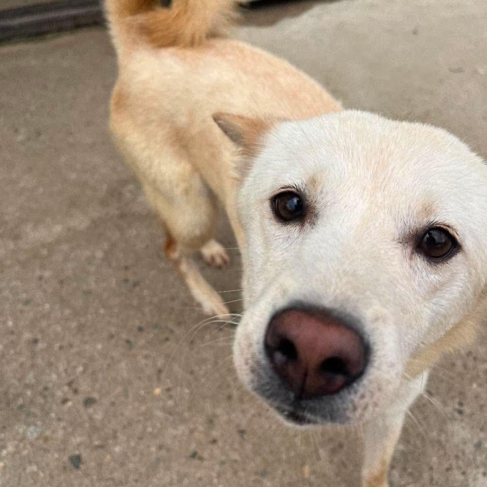 Hai HW+, Adoptable, Adult Female Jindo.