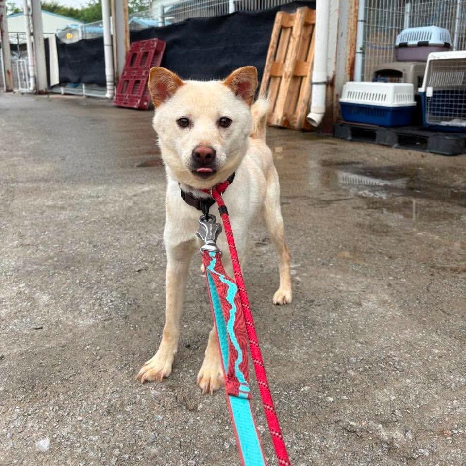 Enlarge Hai HW+, a Adoptable Jindo in Northbrook, IL image 2/4