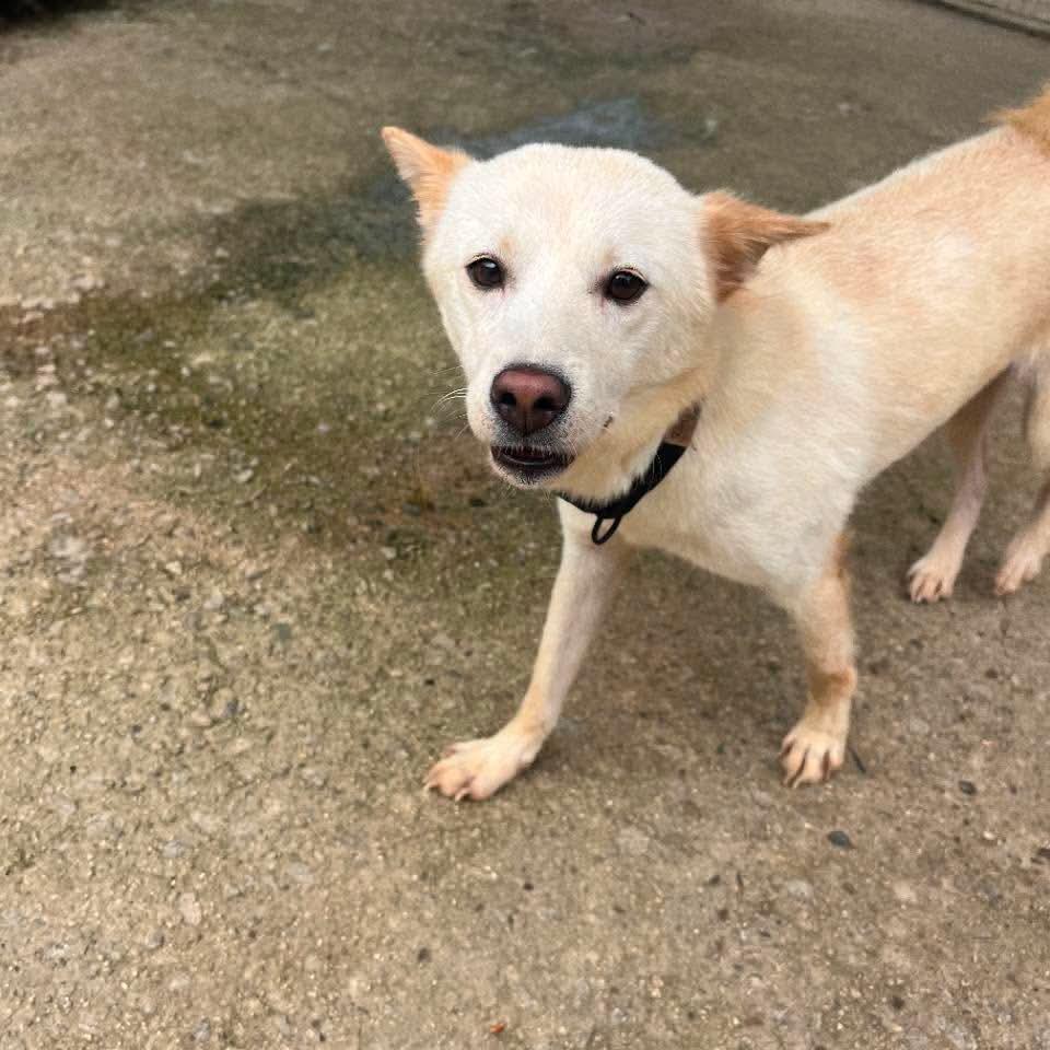Enlarge Hai HW+, a Adoptable Jindo in Northbrook, IL image 3/4