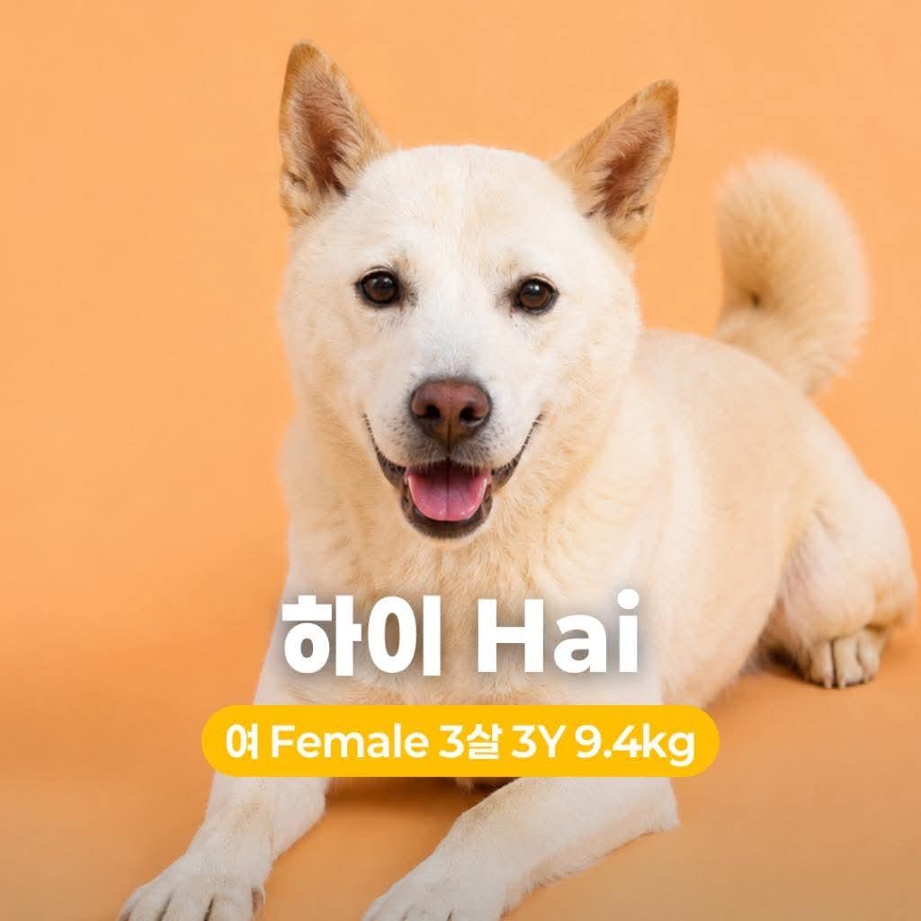 Enlarge Hai HW+, a Adoptable Jindo in Northbrook, IL image 4/4
