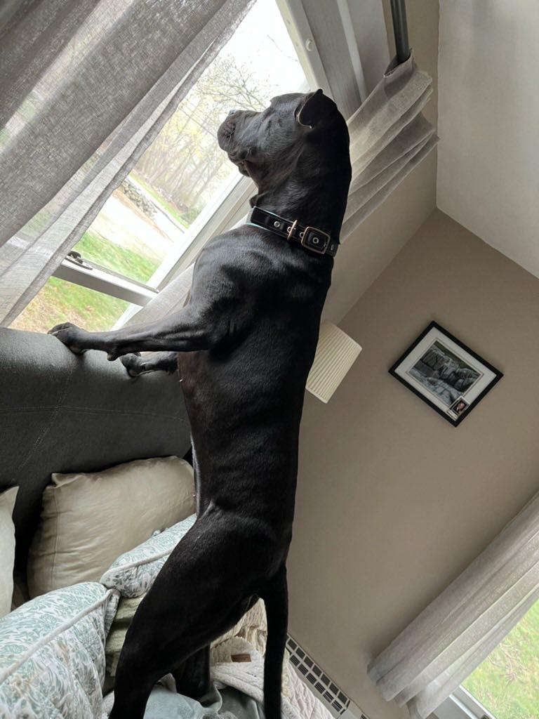 Enlarge Stella, a ADOPTABLE mixed breed in North Dighton, MA image 2/2