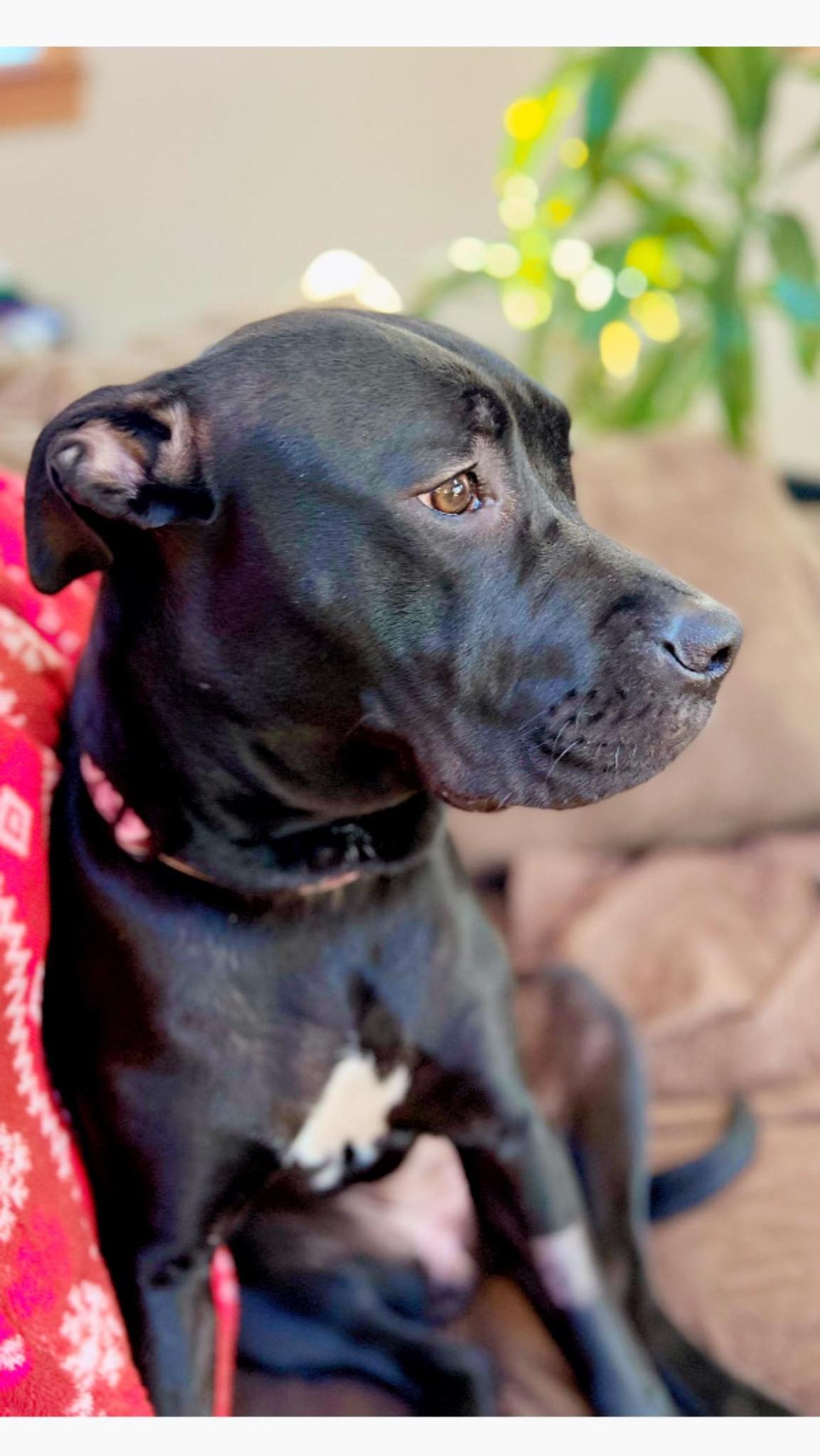 Stella, ADOPTABLE, Adult Female Black Labrador Retriever.