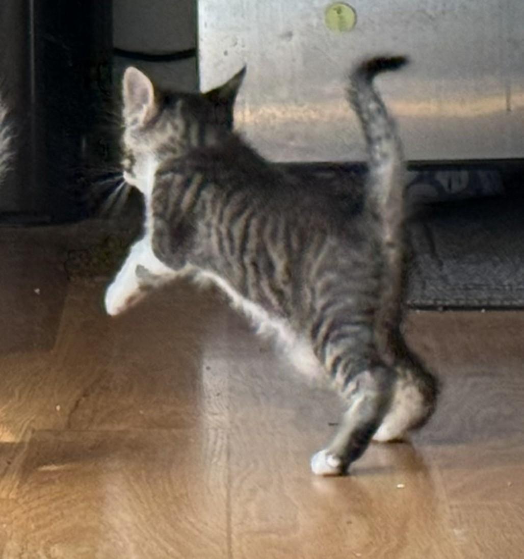 Enlarge Tillamook (with Clackamas), a ADOPTABLE mixed breed in Silverton, OR image 2/4