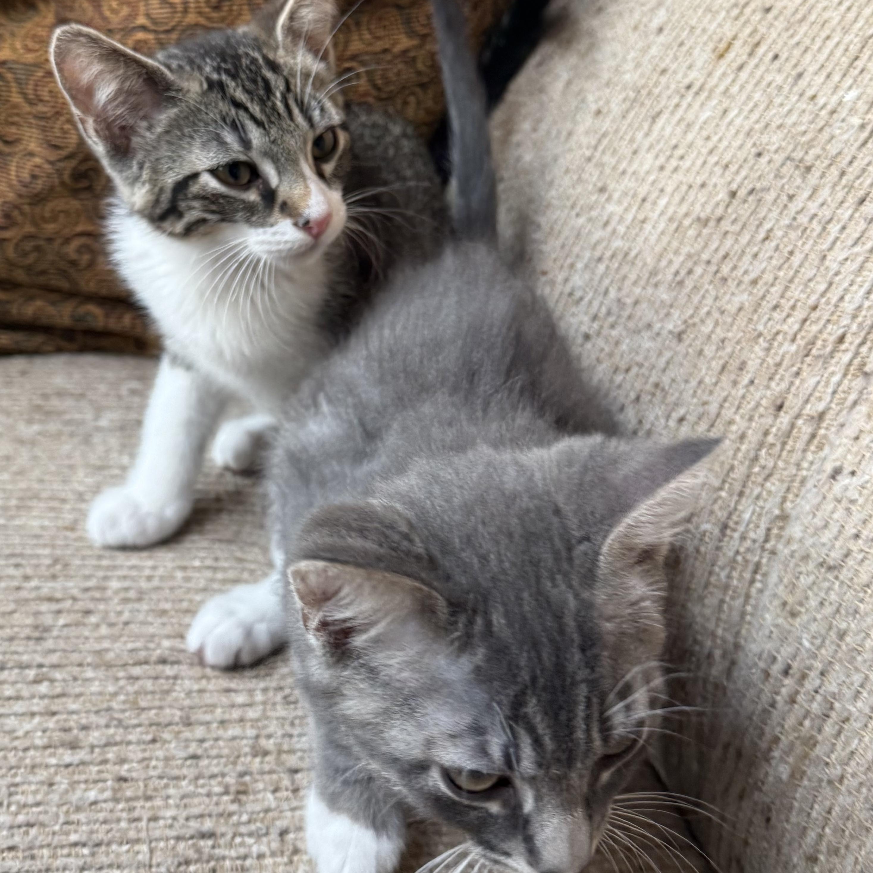 Enlarge Tillamook (with Clackamas), a ADOPTABLE mixed breed in Silverton, OR image 4/4