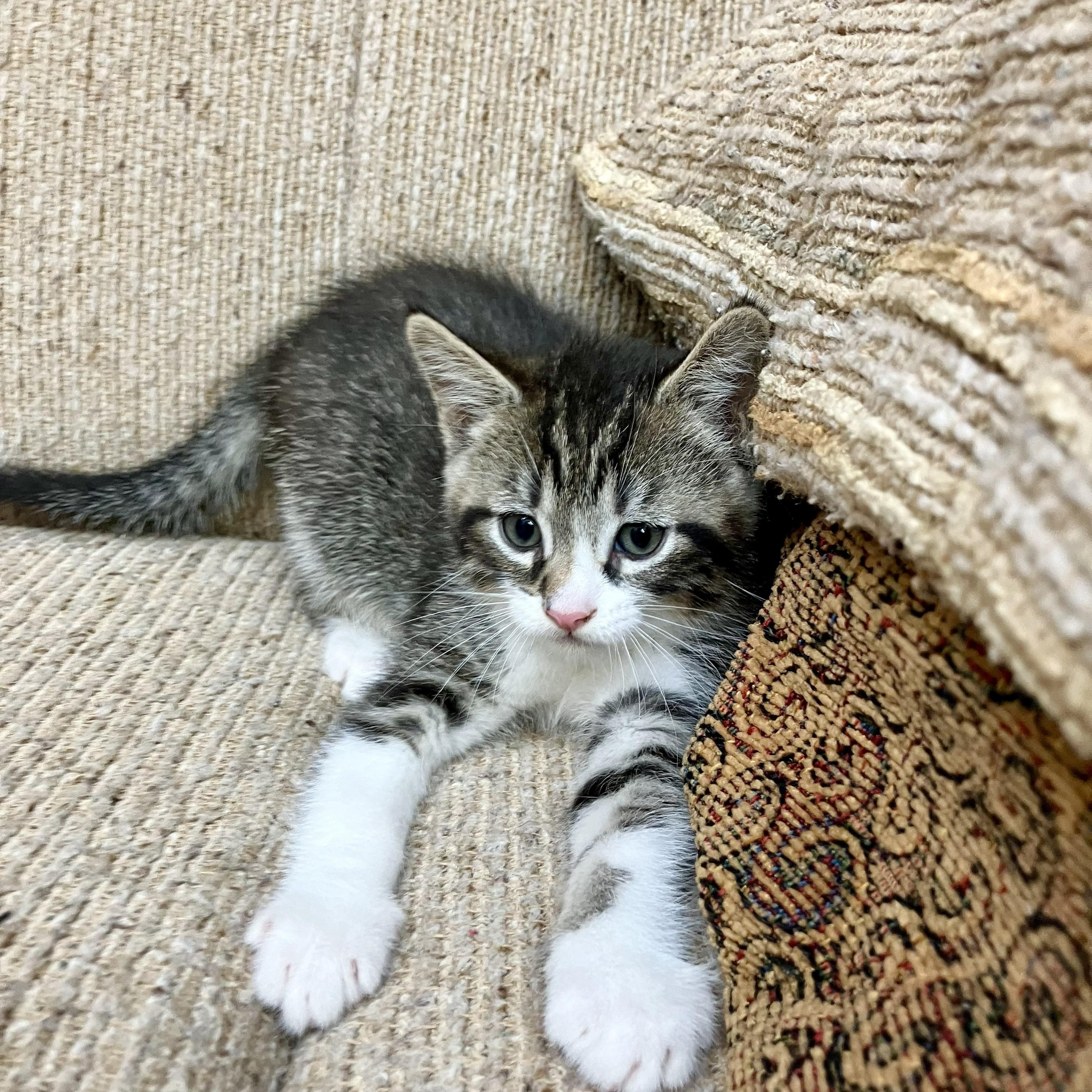 Tillamook (with Clackamas), ADOPTABLE, Kitten Male Domestic Short Hair.