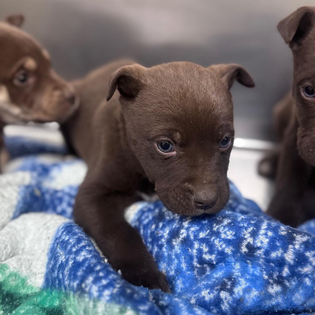 Megan, Adoptable, Puppy Female Mixed Breed.