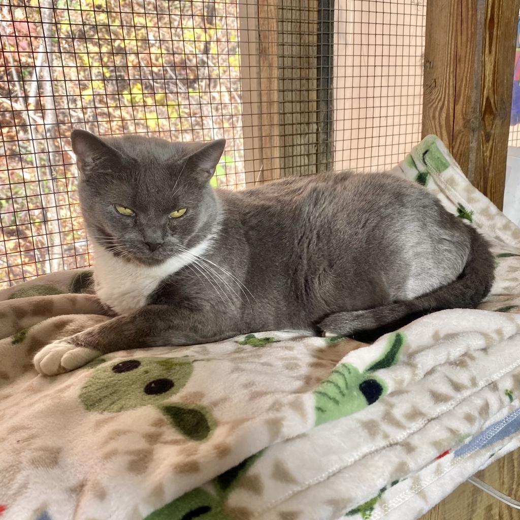 Stella, a Adoptable Domestic Short Hair in Kittanning, PA image 1/3