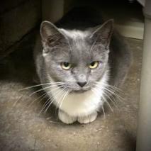 Stella, a Adoptable Domestic Short Hair in Kittanning, PA image 2/3