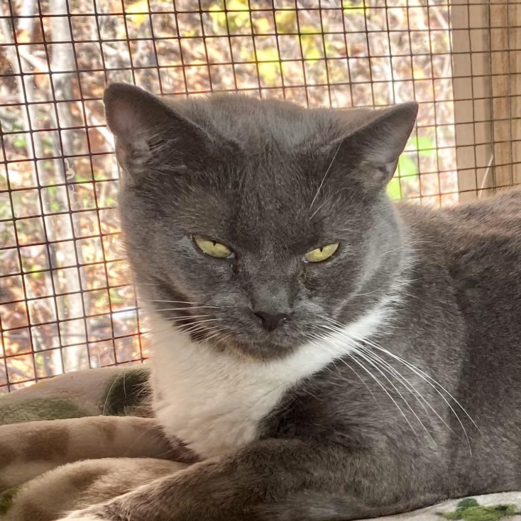 Stella, a Adoptable Domestic Short Hair in Kittanning, PA image 3/3