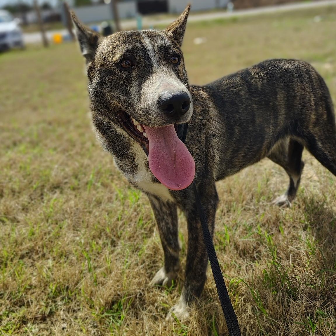 Enlarge Timmy, a Adoptable mixed breed in Newark, DE image 5/5