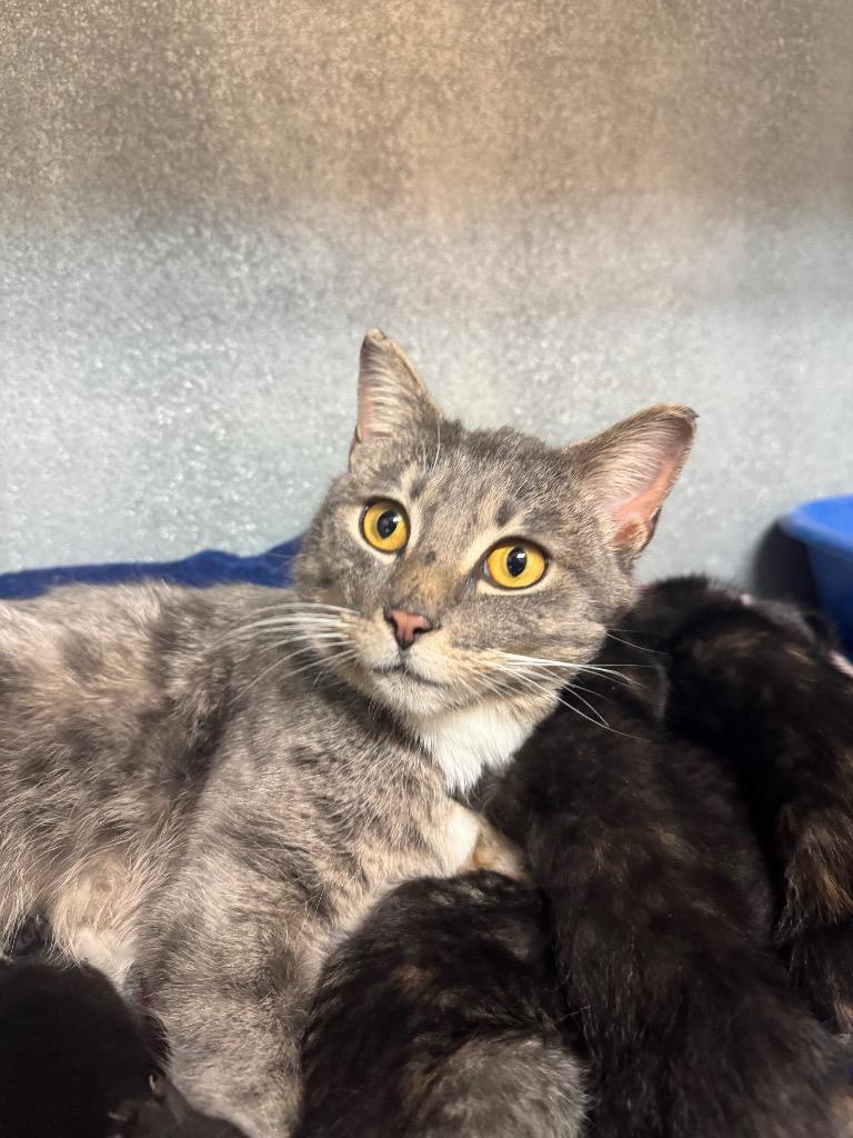 Phyllis La-paw-n Vance, Adoptable, Young Female Domestic Short Hair.