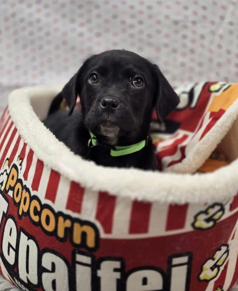 Finnick, adopted, Puppy Male Black Labrador Retriever & Beagle.