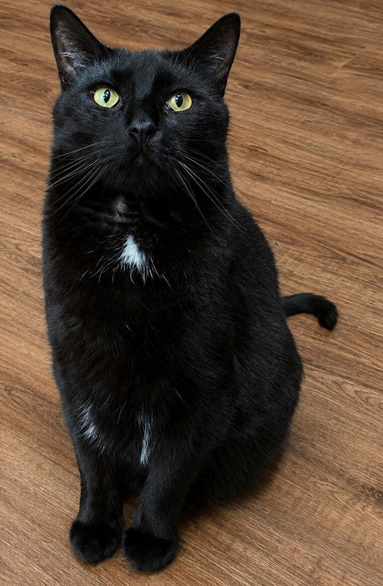 Enlarge MARSHALL ERIKSEN (Bonded w/ Barney), a Adoptable Domestic Short Hair in Elgin, IL image 1/2
