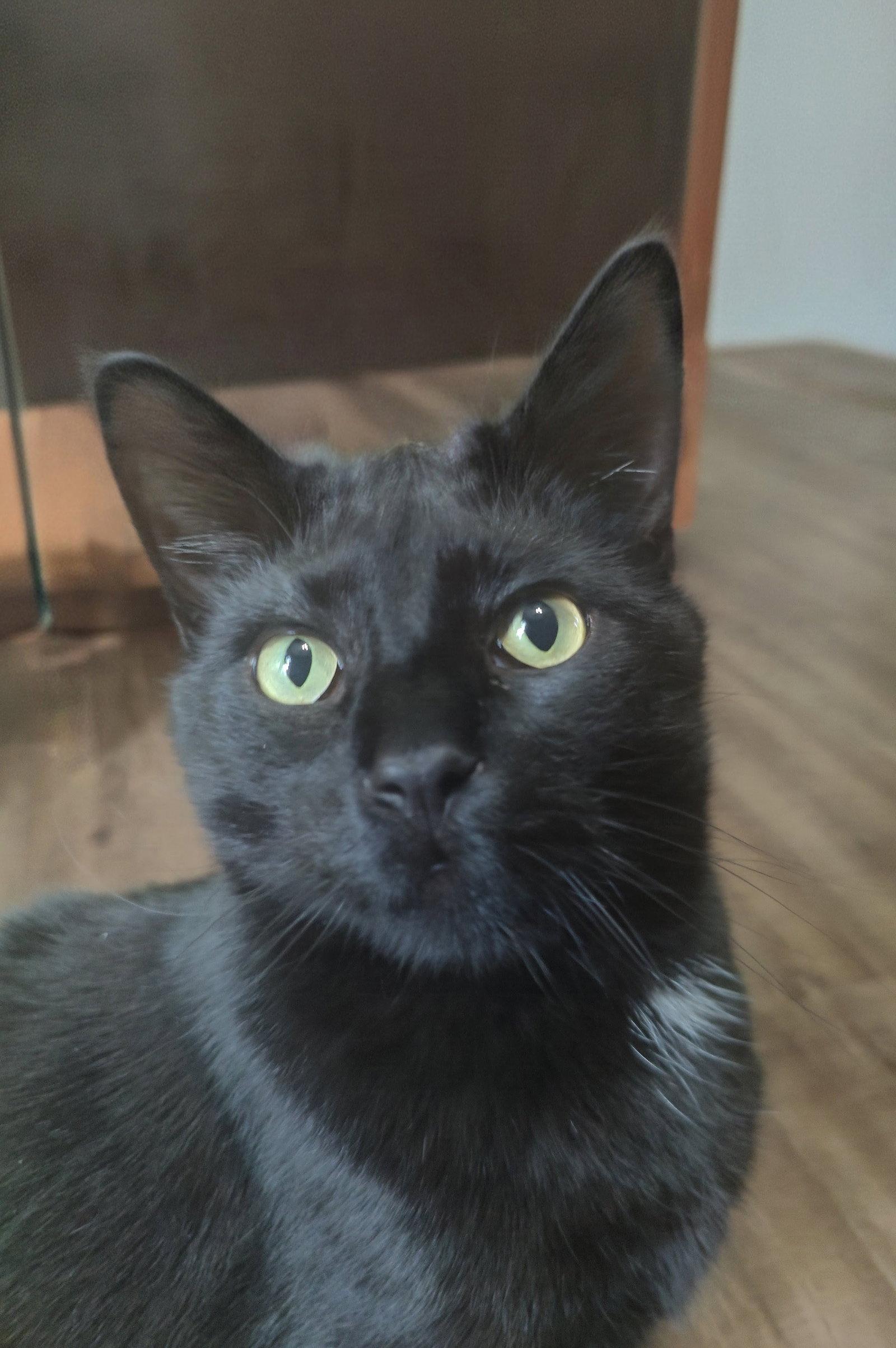Enlarge MARSHALL ERIKSEN (Bonded w/ Barney), a Adoptable Domestic Short Hair in Elgin, IL image 2/2