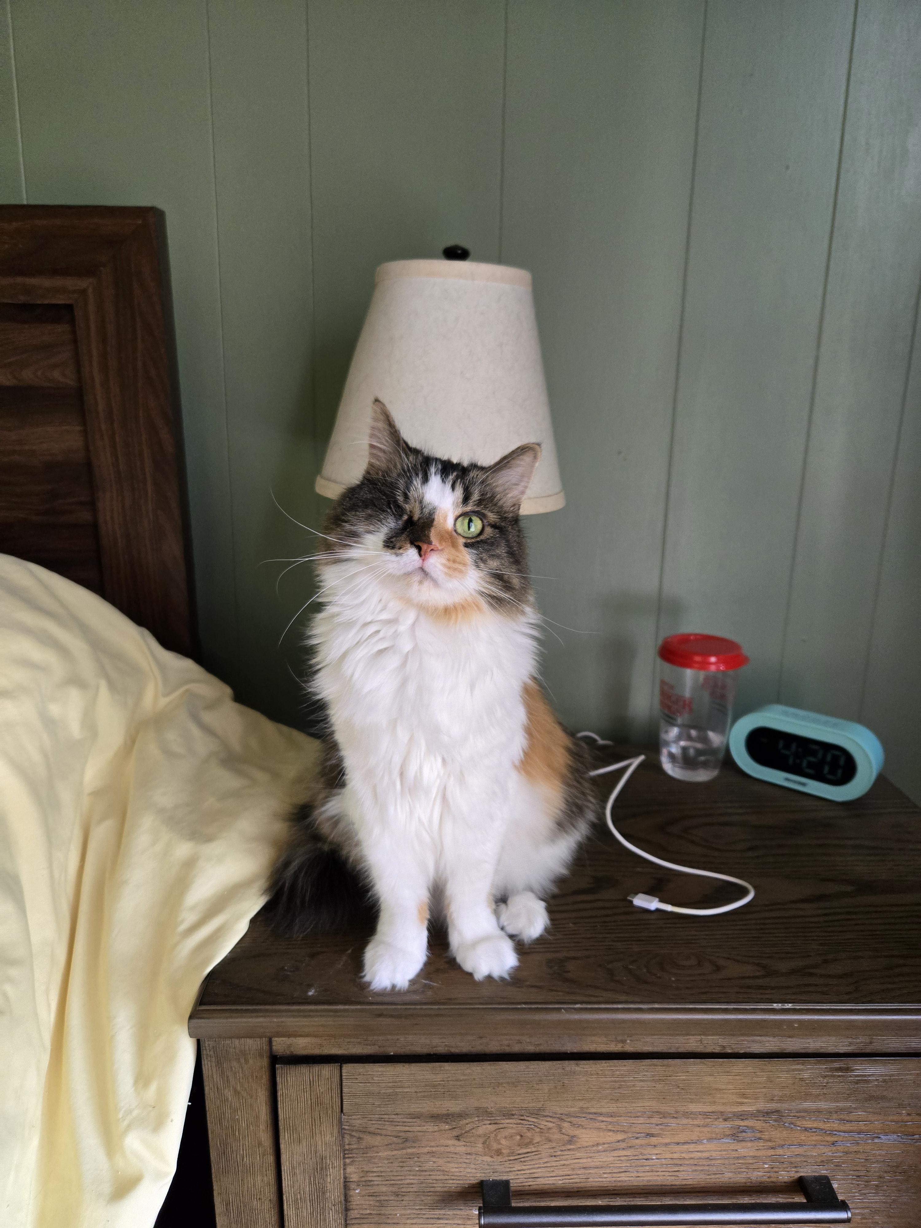 Carmella, Adoptable, Adult Female Domestic Long Hair.