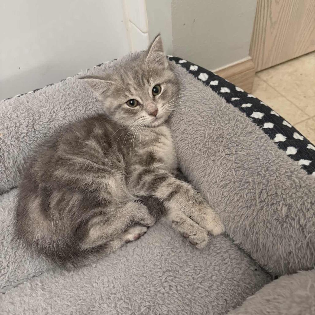 Rose, Adoptable, Kitten Female Domestic Short Hair.