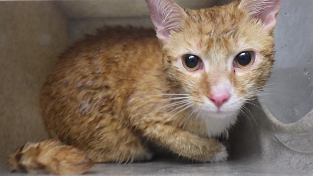 YAPPERONI N' CHEESE, Adoptable, Young Male Domestic Short Hair.