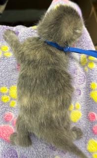 Love-Bug, a Adoptable mixed breed in Lawrenceville, GA image 1/2