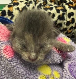 Love-Bug, a Adoptable mixed breed in Lawrenceville, GA image 2/2